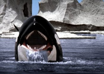 orca la ballena asesina