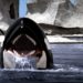 orca la ballena asesina