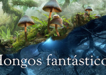 hongos fantasticos