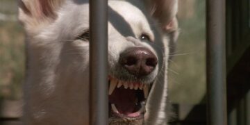 Perro Blanclo - Ver Película Online