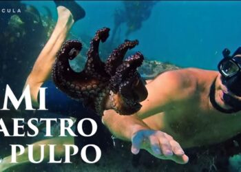 Mi Maestro el Pulpo