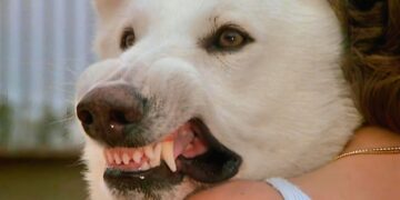 Perro Blanco - 1982